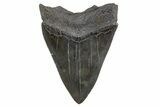 Serrated, Fossil Megalodon Tooth - South Carolina #306306-1